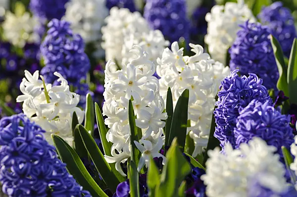 483249 - Hyacinths (Hyacinthus)
