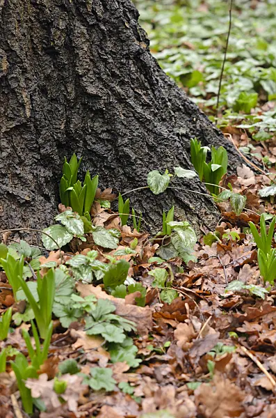 553011 - Hyacinths (Hyacinthus)