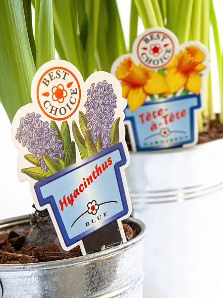 435002 - Hyazinthe (Hyacinthus) und Alpenveilchennarzisse (Narcissus cyclamineus 'Tête à Tête')