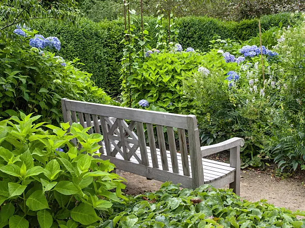 462157 - Hydrangea garden