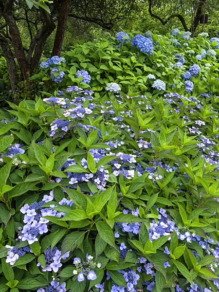 462158 - Hydrangea garden