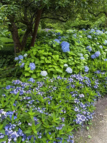 462159 - Hydrangea garden