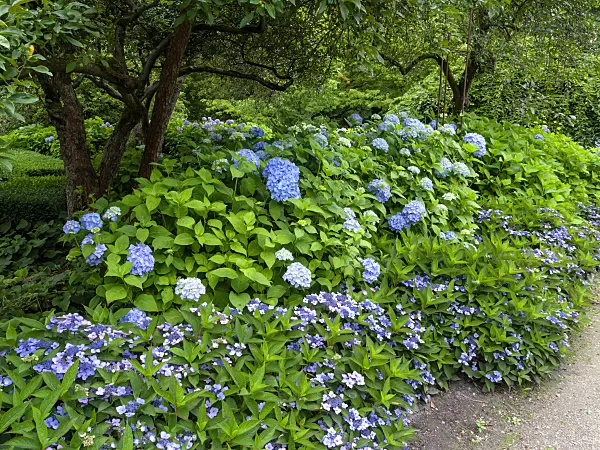 462160 - Hydrangea garden