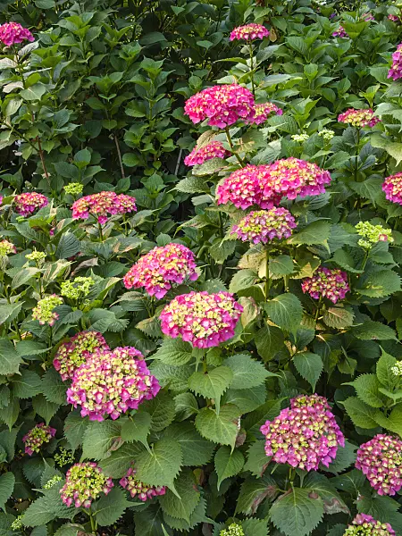 414088 - Hydrangea (Hydrangea)