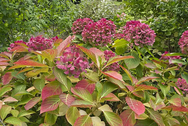 597013 - Hydrangea (Hydrangea)