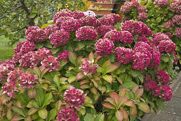 597015 - Hydrangea (Hydrangea)