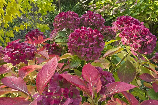 597020 - Hydrangea (Hydrangea)