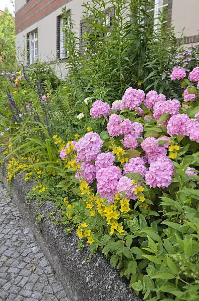 534083 - Hydrangea (Hydrangea) and dotted loosestrife (Lysimachia punctata) in the front garden of an apartment building