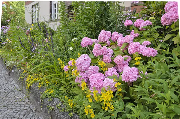 534084 - Hydrangea (Hydrangea) and dotted loosestrife (Lysimachia punctata) in the front garden of an apartment building