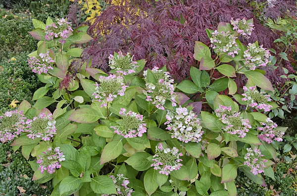 525218 - Hydrangea (Hydrangea) and Japanese maple (Acer palmatum 'Dissectum Garnet')
