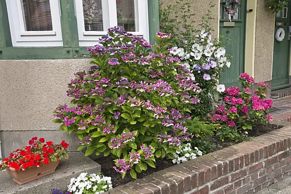 559007 - Hydrangea (Hydrangea), common hibiscus (Hibiscus syriacus) and buzy Lizzies (Impatiens walleriana)