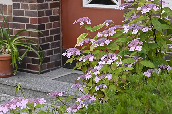 534082 - Hydrangea (Hydrangea) in front of a house entrance