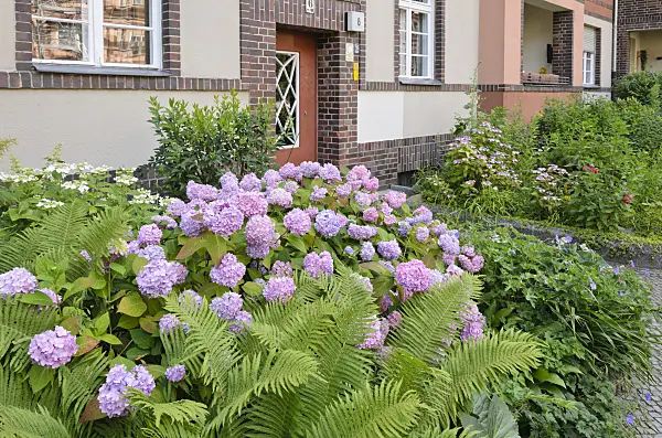 534080 - Hydrangea (Hydrangea) in the front garden of an apartment building