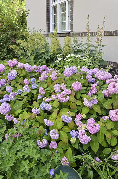 534081 - Hydrangea (Hydrangea) in the front garden of an apartment building