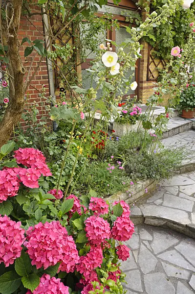 474333 - Hydrangeas (Hydrangea) and hollyhocks (Alcea) in a front garden