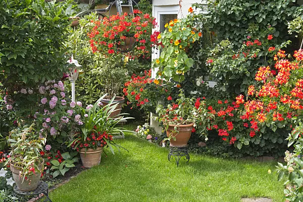 546067 - Hydrangeas (Hydrangea), begonias (Begonia), pelargoniums (Pelargonium) and nasturtiums (Tropaeolum)