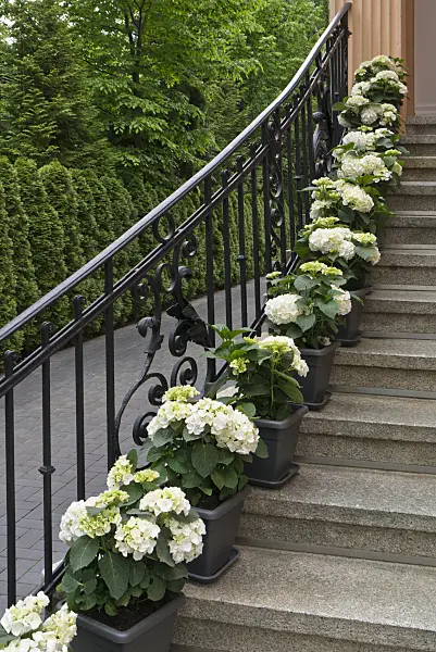 545066 - Hydrangeas (Hydrangea) in tubs on a staircase