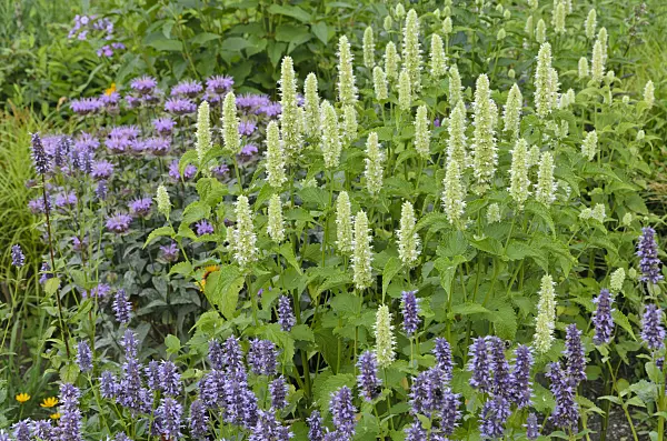 498092 - Hysope géante de Corée (Agastache rugosa 'Alba'), hysope anisée (Agastache foeniculum) et monarde (Monarda fistulosa)
