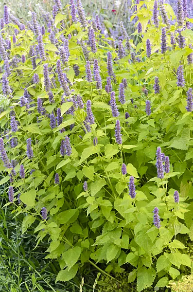 547004 - Hysope géante de Corée (Agastache rugosa 'Golden Jubilee')