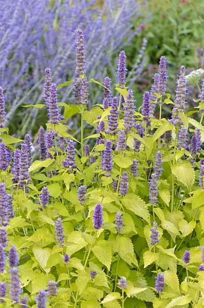 547005 - Hysope géante de Corée (Agastache rugosa 'Golden Jubilee')