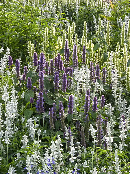 405015 - Hysope mexicaine (Agastache mexicana)