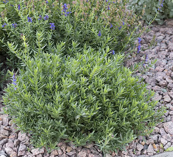 651335 - Hysope officinale (Hyssopus officinalis)