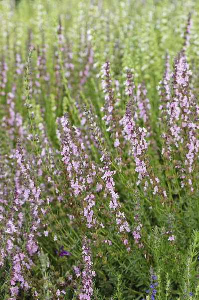 487093 - Hysope officinale (Hyssopus officinalis 'Rosea')