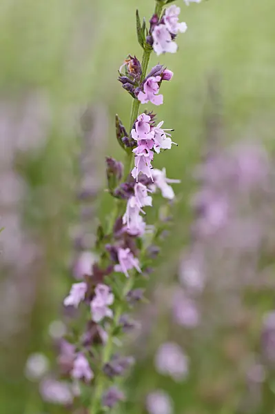 487094 - Hysope officinale (Hyssopus officinalis 'Rosea')