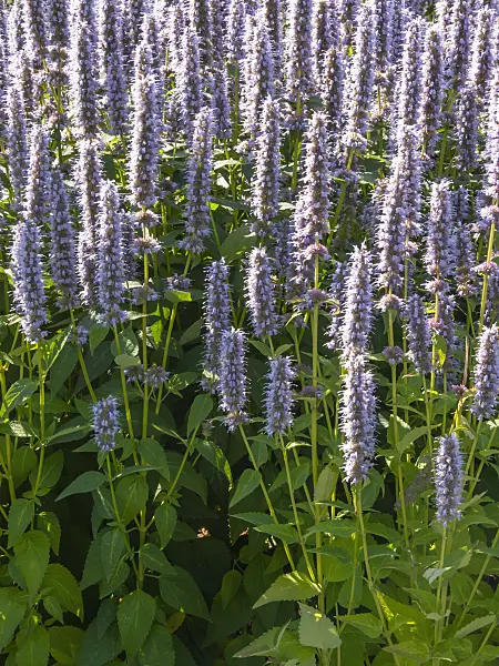 416043 - Hyssop (Agastache)