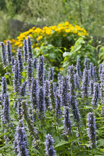 511258 - Hyssop (Agastache)