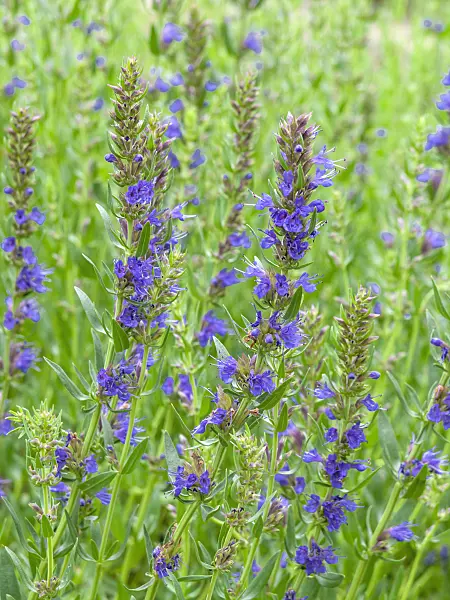 427019 - Hyssop (Hyssopus officinalis)