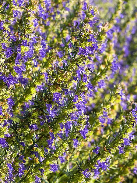 440014 - Hyssop (Hyssopus officinalis)