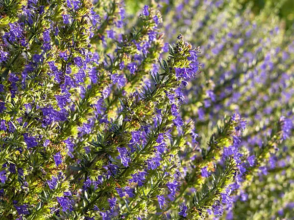 440015 - Hyssop (Hyssopus officinalis)