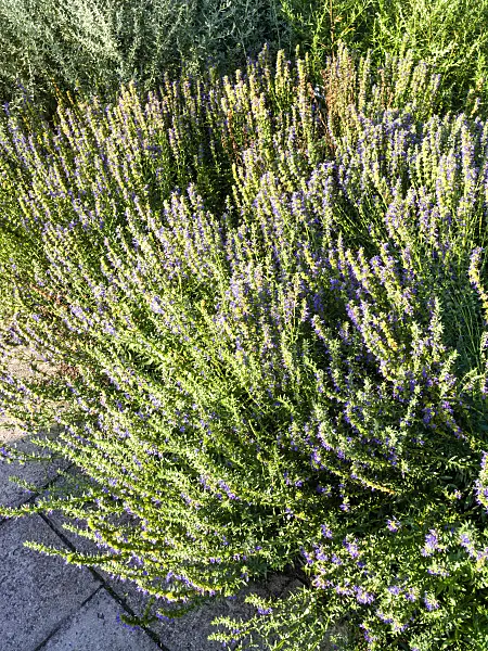 463010 - Hyssop (Hyssopus officinalis)