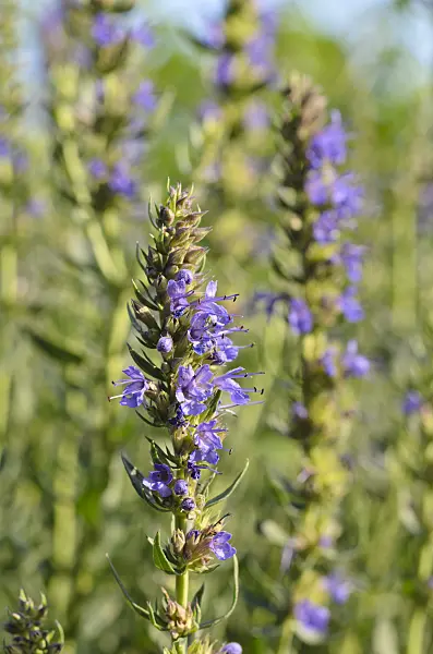 497285 - Hyssop (Hyssopus officinalis)