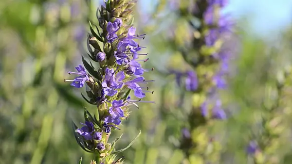 497294 - Hyssop (Hyssopus officinalis)