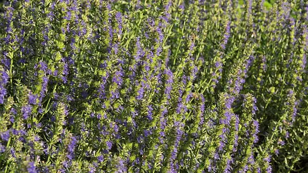 510021 - Hyssop (Hyssopus officinalis)