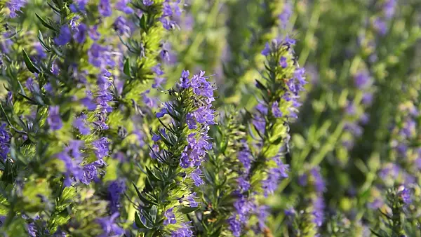 510022 - Hyssop (Hyssopus officinalis)
