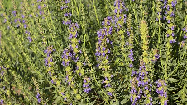 497295 - Hyssop (Hyssopus officinalis) and bumble bee (Bombus)