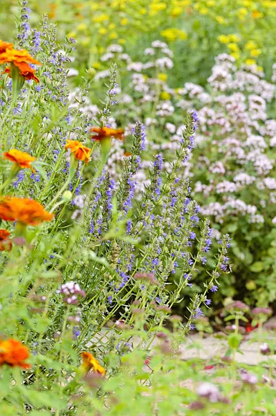475173 - Hyssop (Hyssopus officinalis) and marigolds (Tagetes)