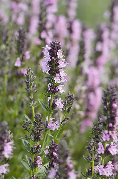 522026 - Hyssop (Hyssopus officinalis 'Rosea')