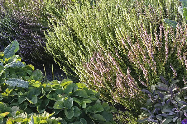 487100 - Hyssop (Hyssopus officinalis 'Rosea'), garden strawberry (Fragaria x ananassa) and sage (Salvia)