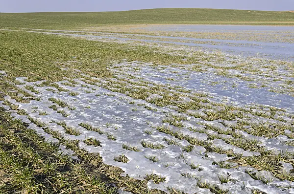 578001 - Ice on a field with winter cereals