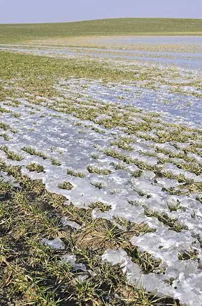 578002 - Ice on a field with winter cereals