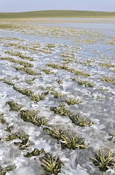 578003 - Ice on a field with winter cereals