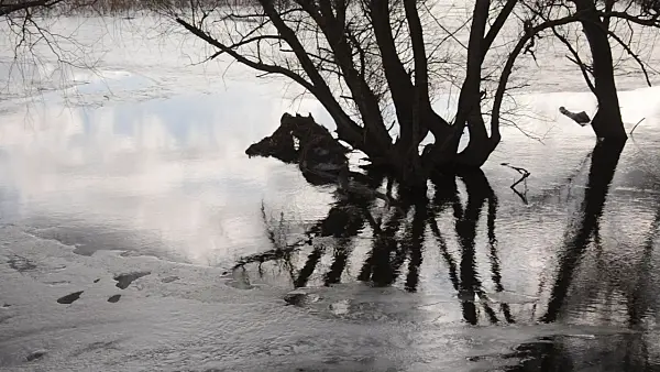 505135 - Ice on a flooded polder meadow, Lower Oder Valley National Park, Germany