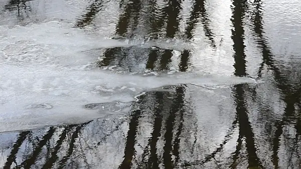 505136 - Ice on a flooded polder meadow, Lower Oder Valley National Park, Germany