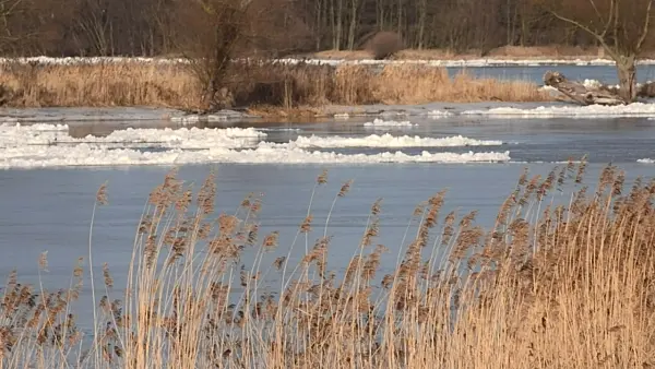 505142 - Ice on the Schwedter Querfahrt, Lower Oder Valley National Park, Germany