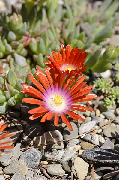 508179 - Ice plant (Delosperma)