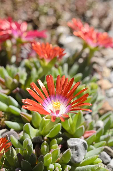 508180 - Ice plant (Delosperma)